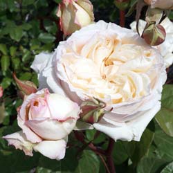 rosa baie des anges